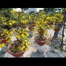 Ochna integerrima, ein Muss zum Neujahrsfest